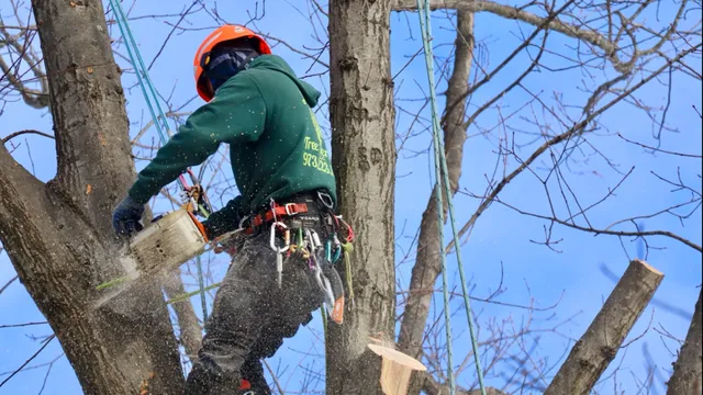Junior Tree Service LLC