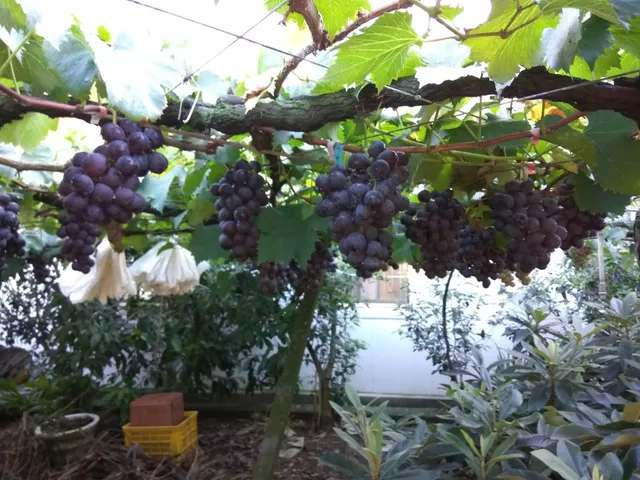 新社阿良葡萄採摘園