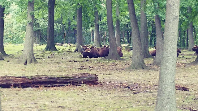 Wildlife Conservation Society, Research Fellowship Program