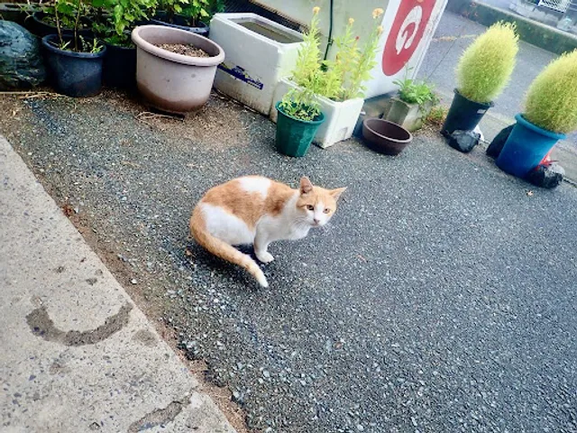 わたなべの飴本舗