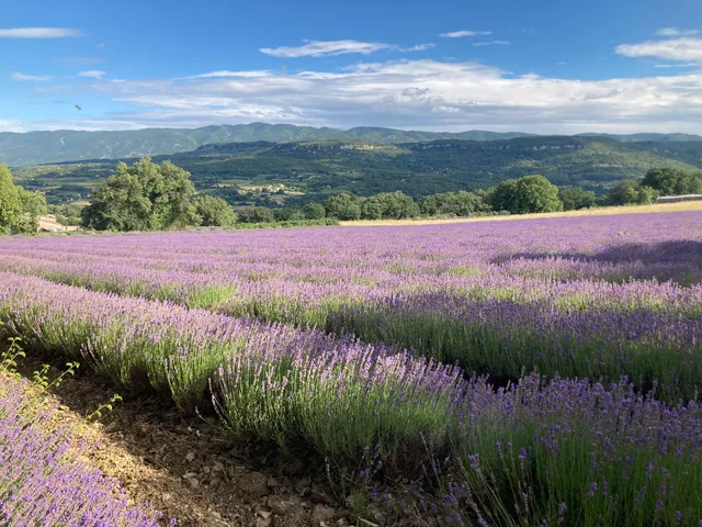 Distillerie les coulets