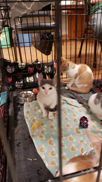 Lake Erie Italian Club