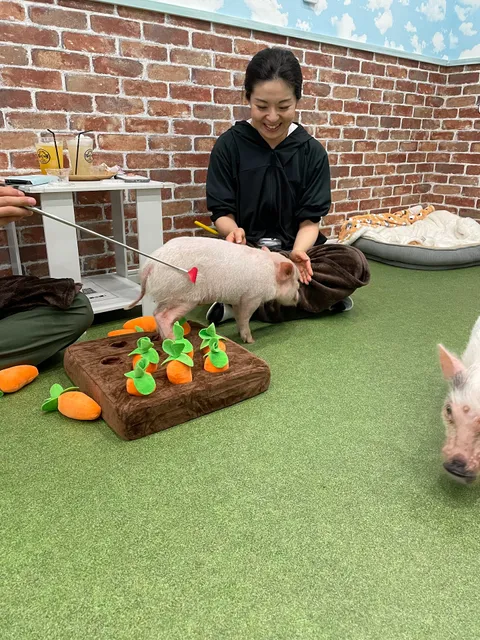 マイクロブタとのふれあい体験【豚小屋】