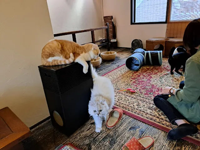 THE CAT RETREAT at UTANEKODO