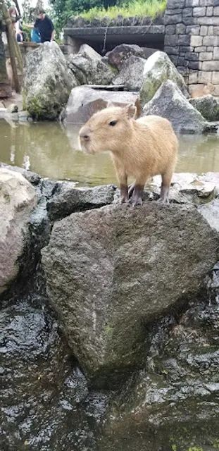 元祖 カピバラの露天風呂