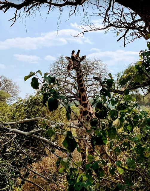 Sisi Africa Safari's