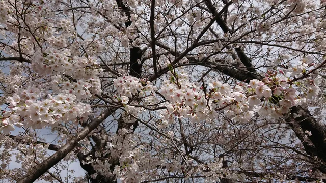 Kanogawa Riverside Park