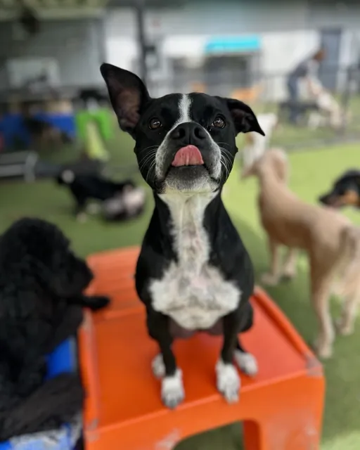 Paw Commons Pet Resort & Training Center - Hillcrest