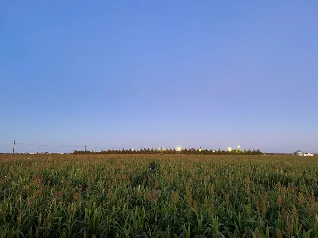 Corn maze