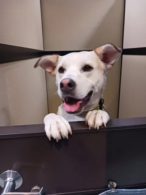 Priceless Pet Rescue - Costa Mesa Adoption Center