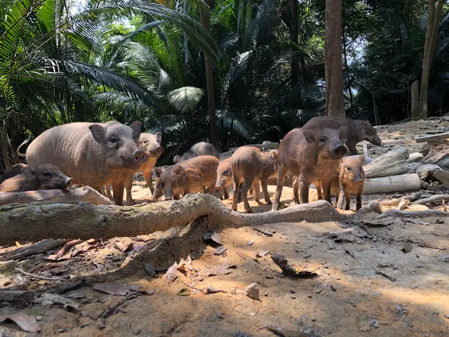 Ketumbar Hill Top Camp