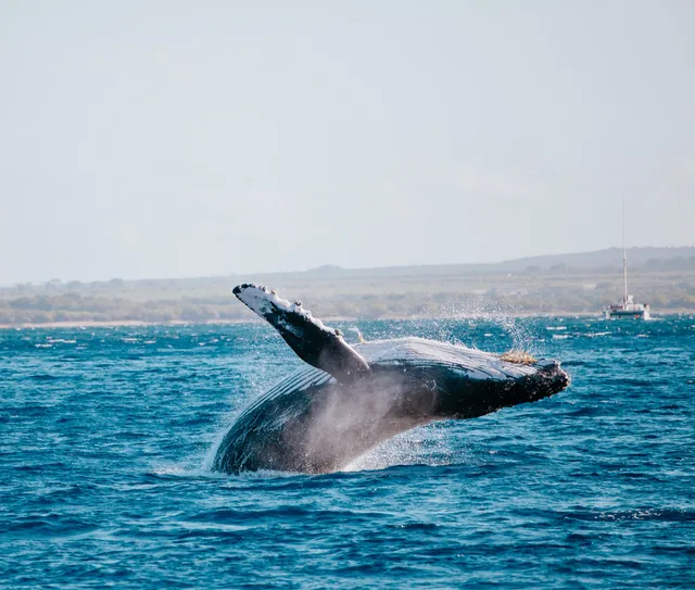 Alii Nui Sailing Charters