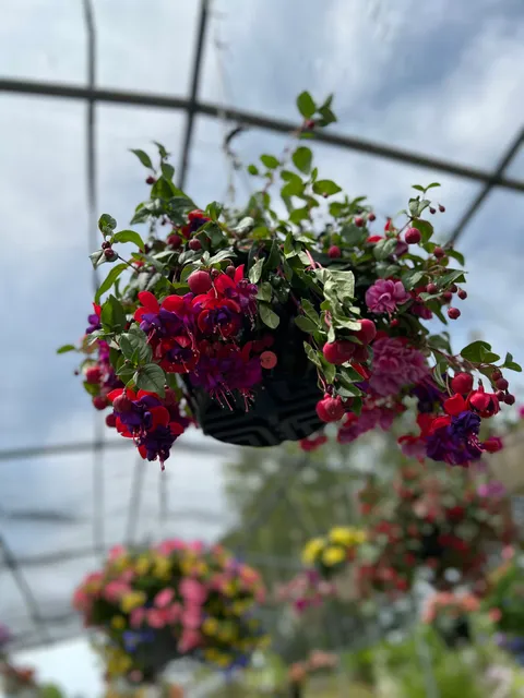 Town of Farmersville