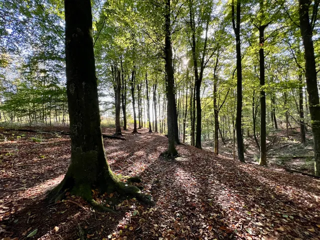 Rolandseck (Boersberg)