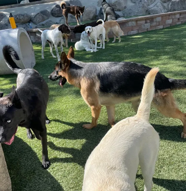 Fantasia Pet Resort and Veterinary Hospital