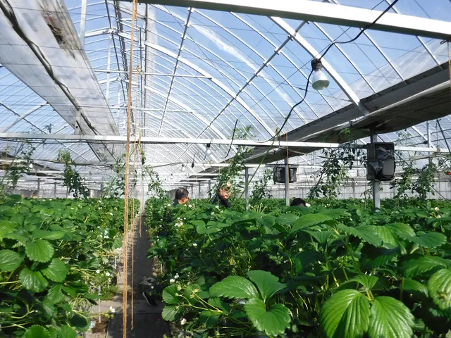 Oosawa Strawberry farm