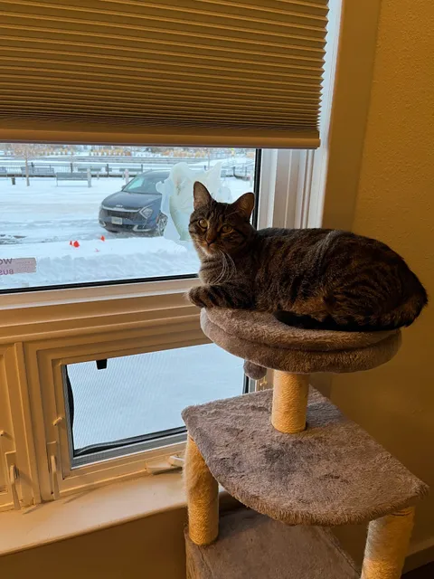 Catz N Coffee Connections