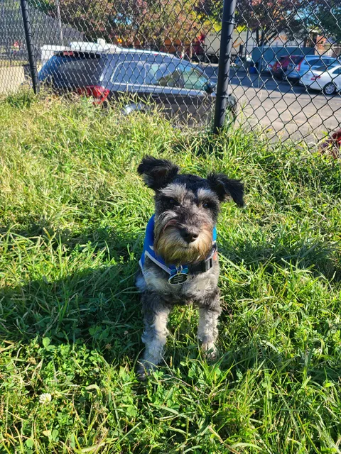 Landing Lights Dog Run