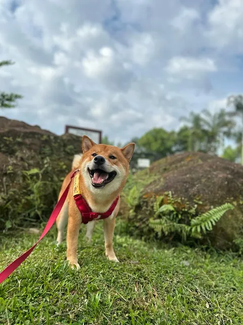 Ang Mo Kio Town Garden West Dog Run