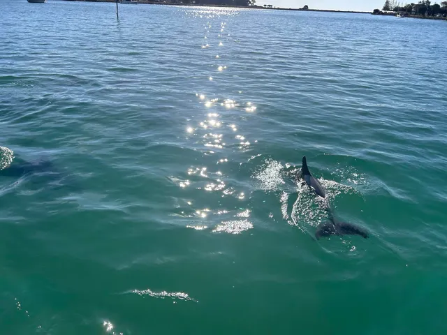 Mandurah Estuary Dolphin Cruises