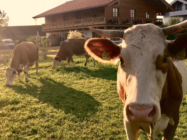 Ferienwohnung Maxlrain