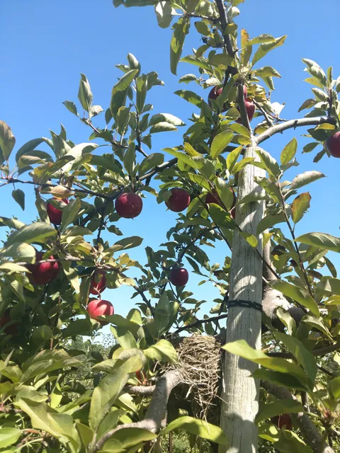 Radke's Orchards