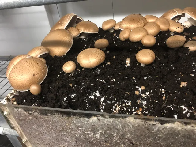 The Woodlands at Phillips Mushroom Farms