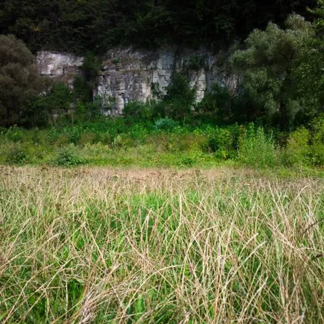 Winnica Sandomierska