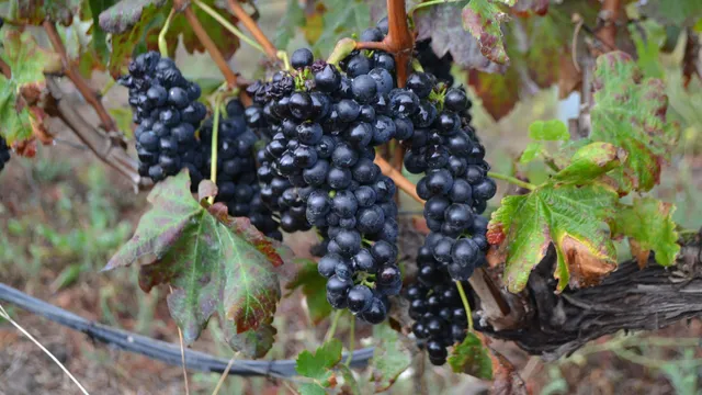 Bodegas Presas Ocampo