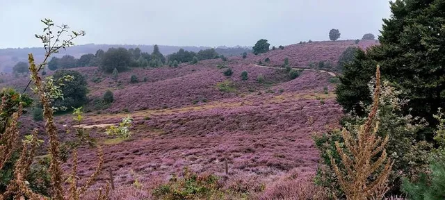 Wandelroute Veluwezoom-Posbank