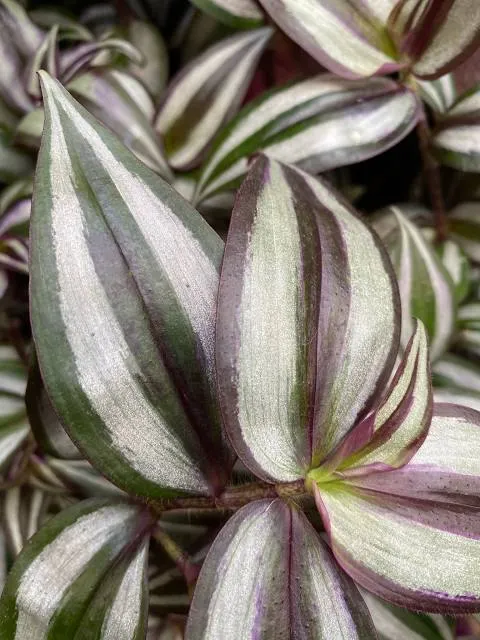 Biltmore Conservatory