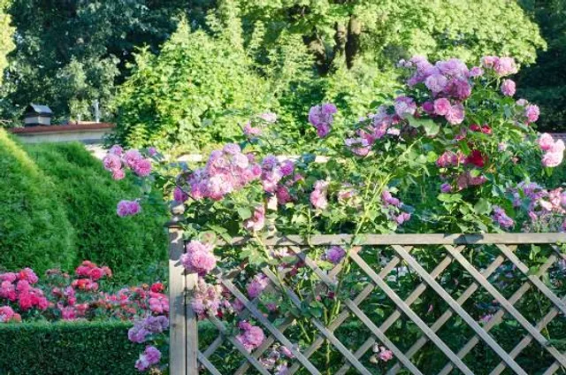 Laubjergs Planteskole og Rosenhave