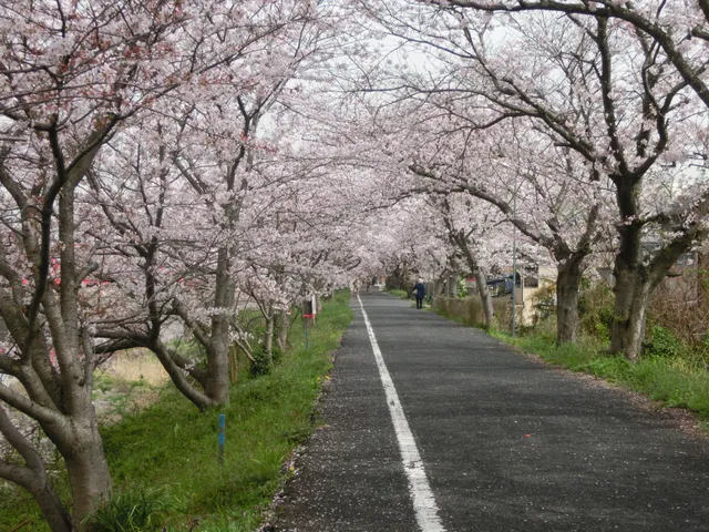 Ibaratsutsumi Sakurabashi Park