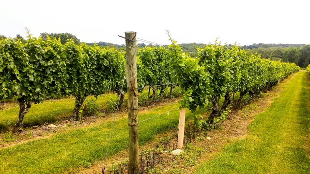 Stonington Vineyards