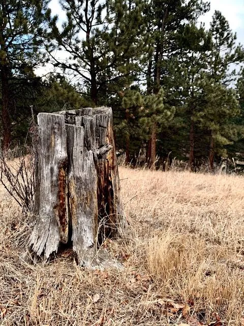 Blackfoot Pathways: Sculpture in the Wild