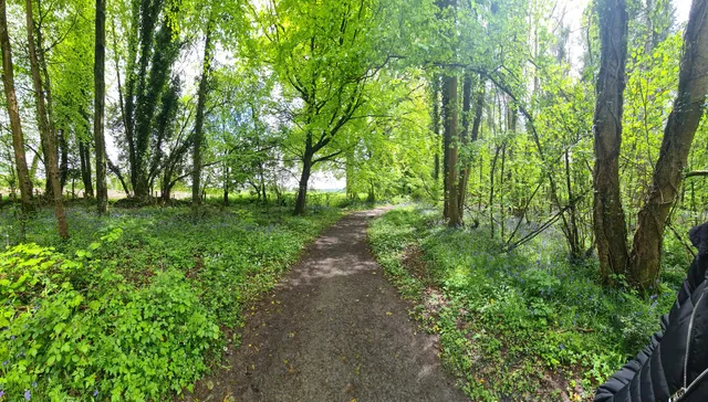 Killinthomas Wood