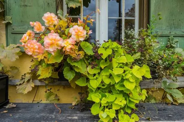 Mia und Hermann Hesse Haus und Garten