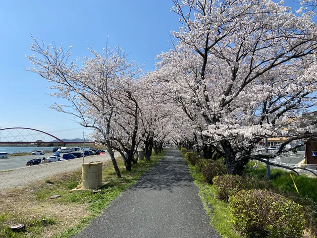 Miyakodagawa Sakura Tzutsumi 都田川桜堤