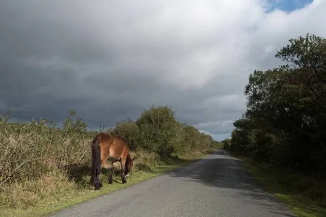 Goonhilly Downs