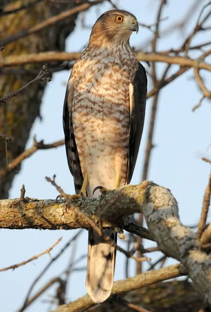 Ottawa Lake Recreation Area