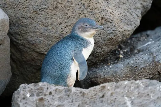 Timaru - Little blue penguins