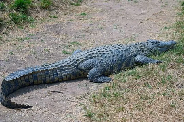 Kalimba Reptile Park