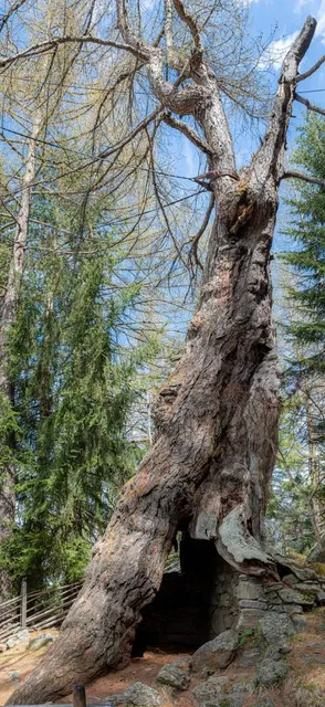 Urlärchen St. Gertraud