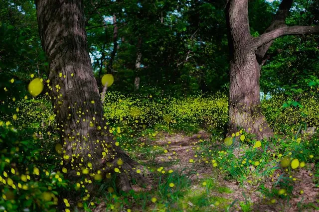 The Garden House Biasi