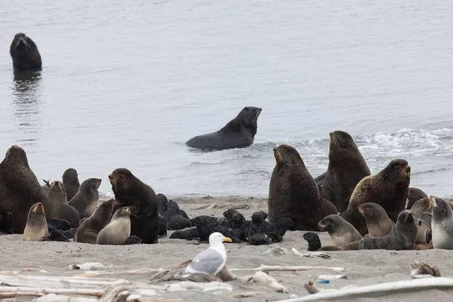 Reserva de lobos marinos del puerto de Mar del Plata