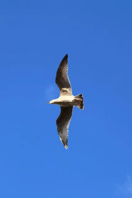 Koe Safari Erve Vechtdal