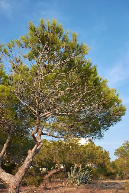 Park prirode Sutivan