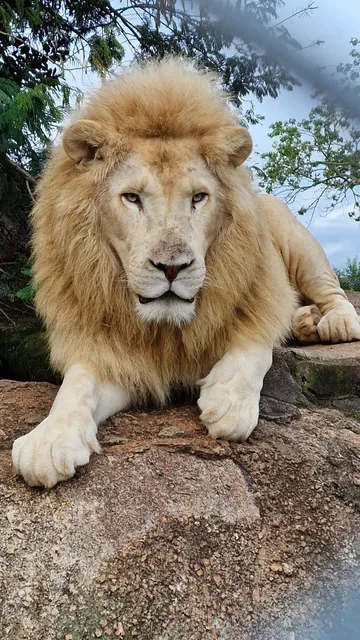 Pumbaa Wildlife Park & Accommodation