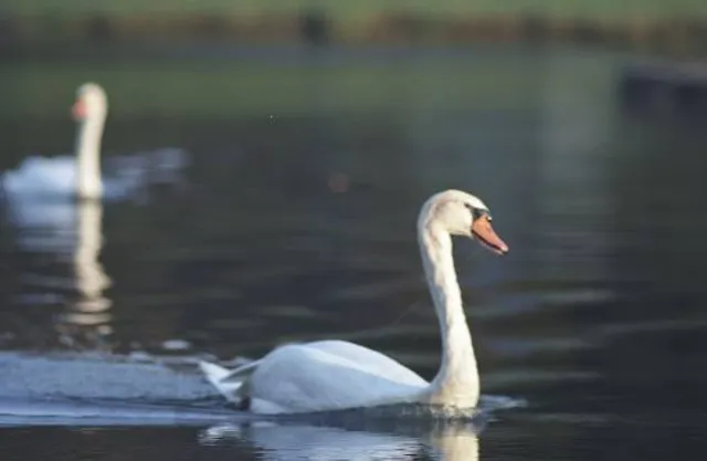 Ohio County Park & R.V. Campground