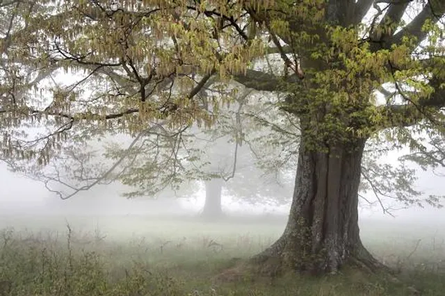 Szarvasi Mocsárciprusok